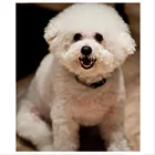 Картина из страз с изображением собаки, бишон фризе, для рукоделия