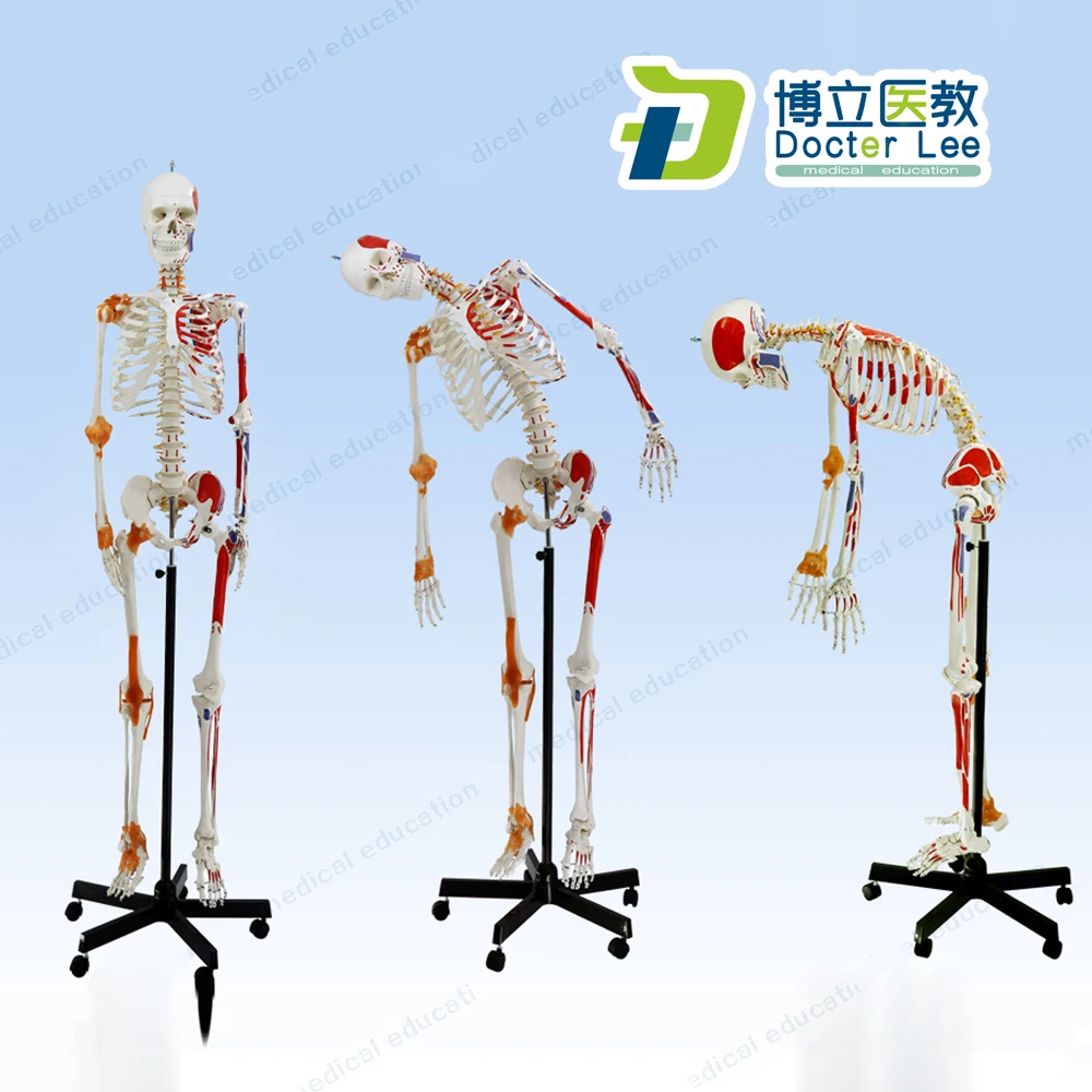 170cm Human Skeleton Model with Flexible Spine Nerve Ligaments and Ending Spots of Muscles | Канцтовары для офиса и дома