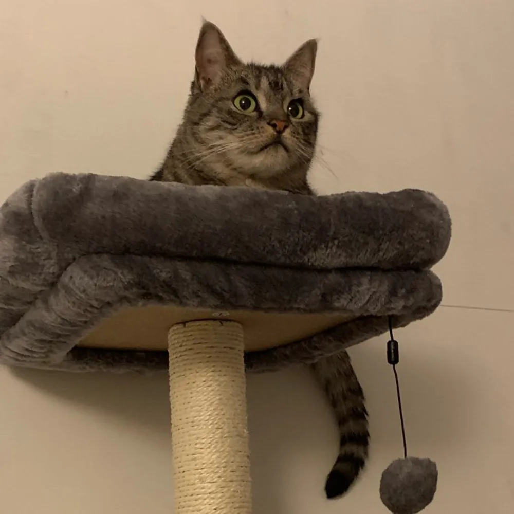 Pet Скребок Пост пеньковая веревка DIY сизалевая веревка для Когтеточка для кошек дерево забавные игрушки для кошек веревка для обвязки для кошка ловить рамки 3/5/10/20 м
