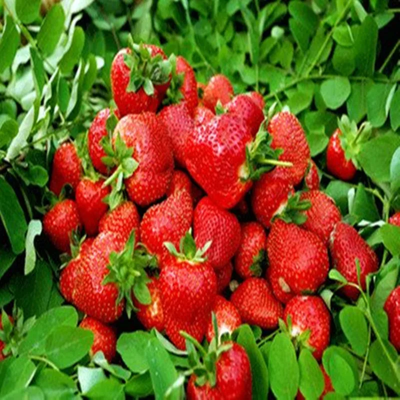 

100% Food Ggrade Pure Natural Organic Strawberry Extract Powder, Freeze-dried Strawberry Powder, Beauty Skin