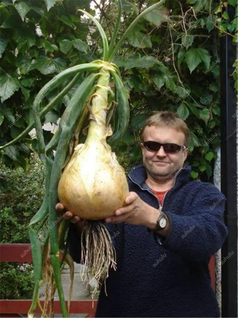 100 шт Искусственный Лук|Цветочные горшки и кадки| |