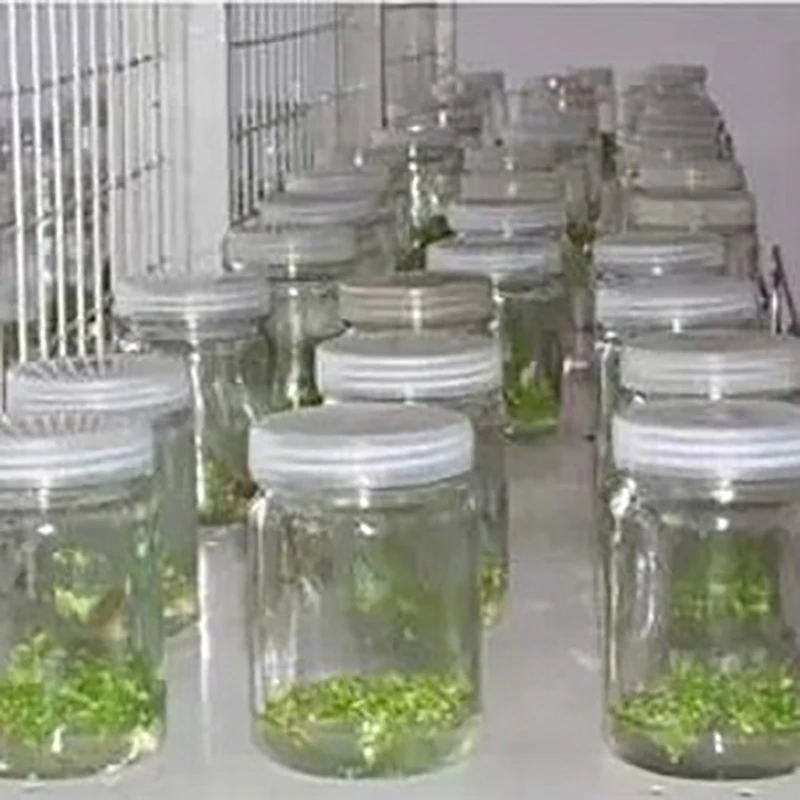 

Tissue Culture Bottle Cap Breathable And High Temperature Resistant Special Cap