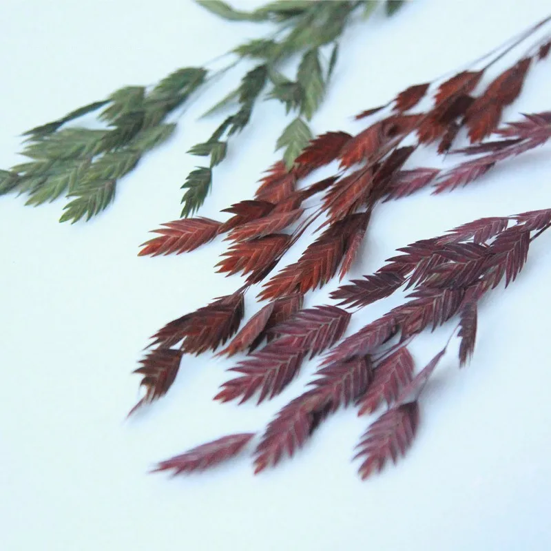 

Nature Plants Dekoration Reed Dried Flower Pampas Grass Phragmites Wedding Home Christmas Decoration DIY Handicraft Photo Props