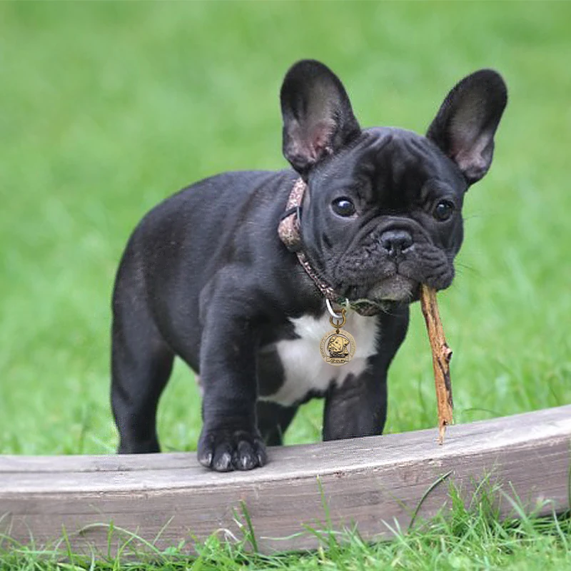 Персонализированные рельефная Медь Dog Tag индивидуально выгравироанные надписи