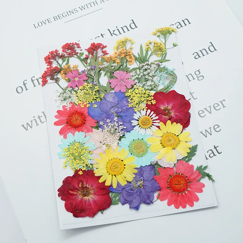 

DIY Floral Embossed Dried Flower Collocation Material Box Children Handmade Natural Dried Flower Home Decoration Chrysanthemum