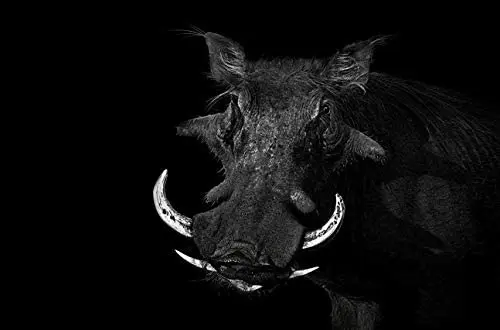 

Warthog Standing in The Shadows Metal Sign Novelty Man Cave Home Wall Decoration 12X16 inch