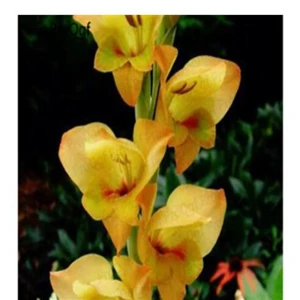 6 Ngryise 10 шт набор Vaniot Houtt gladiolus лампочка - Цвет: 6