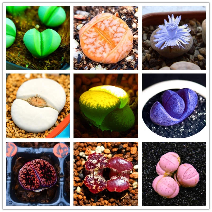 

50Pcs Living Stones Succulent Cactus Seeds Nature Plants Wood Bathroom Cabinet Cute Mix Lithops Home Furniture Y2K-L