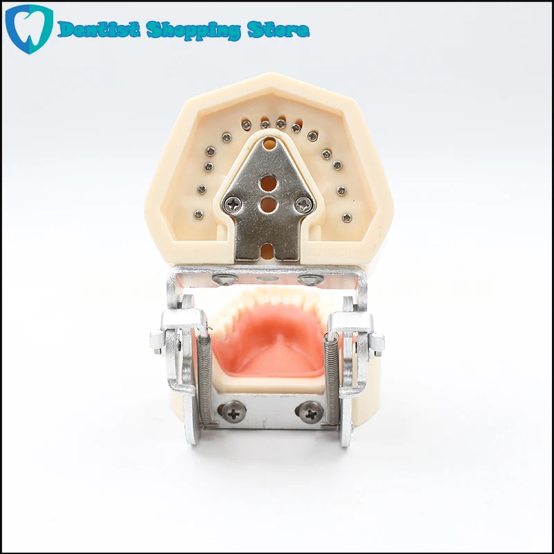 

Dental Soft Gum Removable 28PCS Teeth Model Typodont Compatible NISSIN 200 and KAVO head model