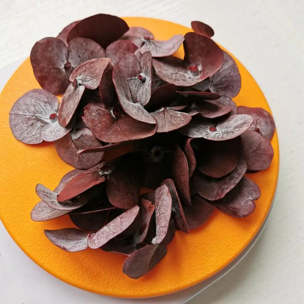 Натуральные свежие консервированные листья эвкалипта поделки из настоящего