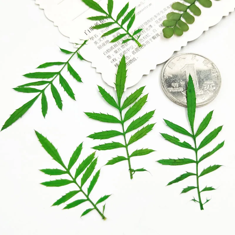 

Dyed Green Color Leaf Dried Pressed Flower For Candle DIY Material Free Shipment 100pcs