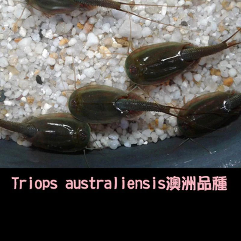 Triop-huevos de acuario para ni&ntilde;os, Juguetes De ciencia para Navidad, divertidos, 45 huevos/lote, 2020, 80mm de longitud-0