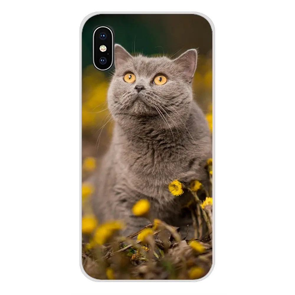 images 9 Для Apple IPhone X XR XS 11Pro MAX 4S 5s 5C SE 6S 7 8 Plus ipod touch 5 6 Британский короткошерстный Кот Топ дизайн силиконовые чехлы - Цвет: images 9