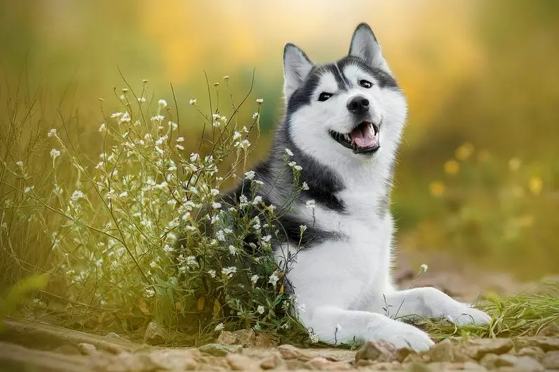 Полевая собака деревянная головоломка 1000 шт. ersion белая карта взрослые детские