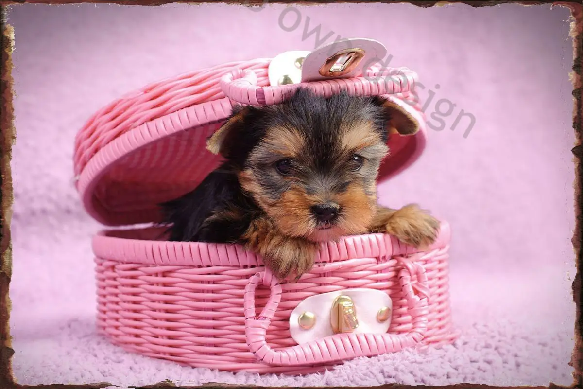 

Декор стен Yorkie щенок Декор для комнаты Ретро винтажный металлический знак Оловянная табличка для художественного кафе паба дома клуба мужс...