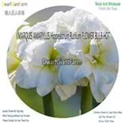 15 Ngryise 5 шт. набор Hippeastrum rutilum Amaryllis - Цвет: 15