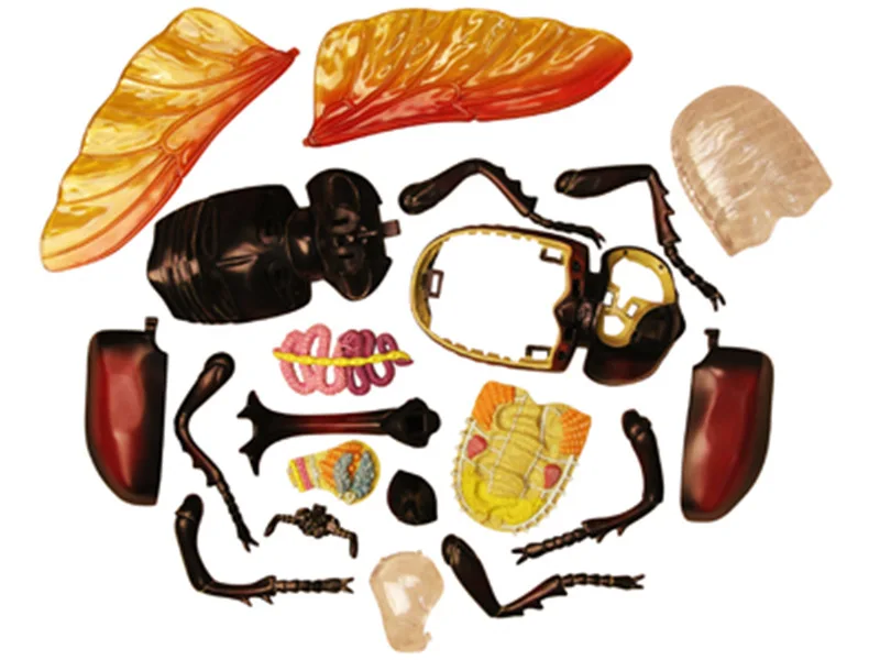 4d риноceros жук анатомия животных Электронная Медицинская обучающая лаборатория