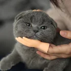 Перчатка-массажер для кошки, силиконовая, имитация пальцев