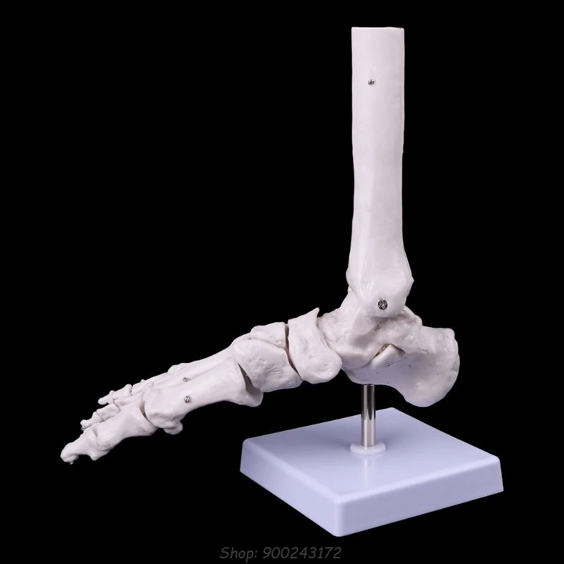 

Life size Foot Ankle Joint Anatomical Skeleton Model Display Study Tool S28 20 Dropship