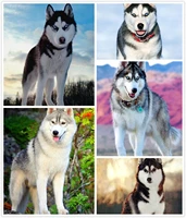 animals cute huskie dogs 5d diy full square round diamond painting embroidery cross stitch kit wall art home pet store decor