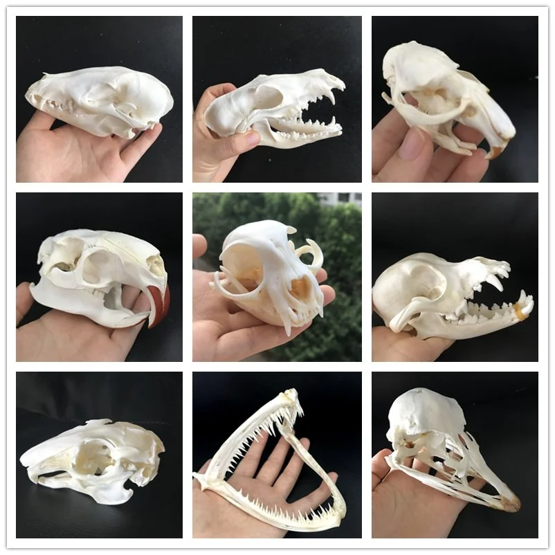 Wholesale 10pcs 1:1 Real Natural Exquisite Animal Skulls Can Be Collected  12 Varieties Are Optional Real Animal Skulls - Figurines & Miniatures -  AliExpress
