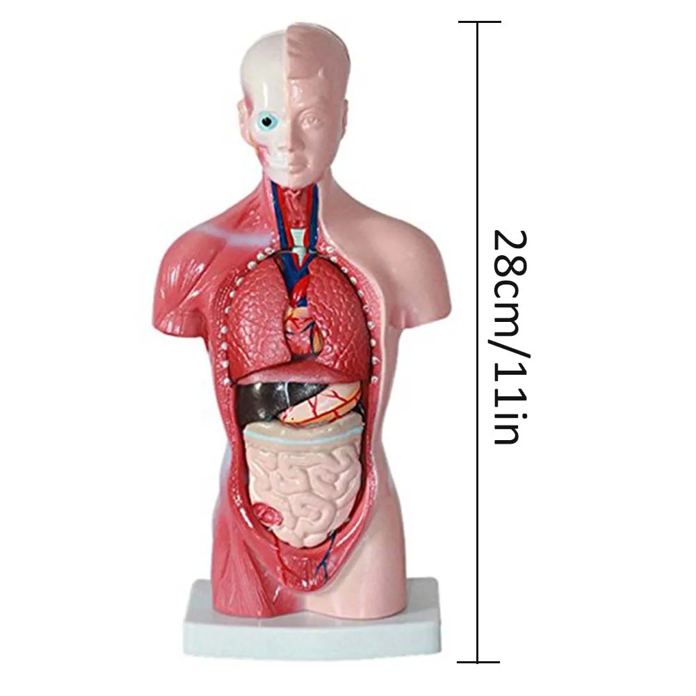 

Human Body Model 28cm Torso Internal Organs Anatomical Medical Teaching Aids Skeleton Children's Educational Toys Anatomy