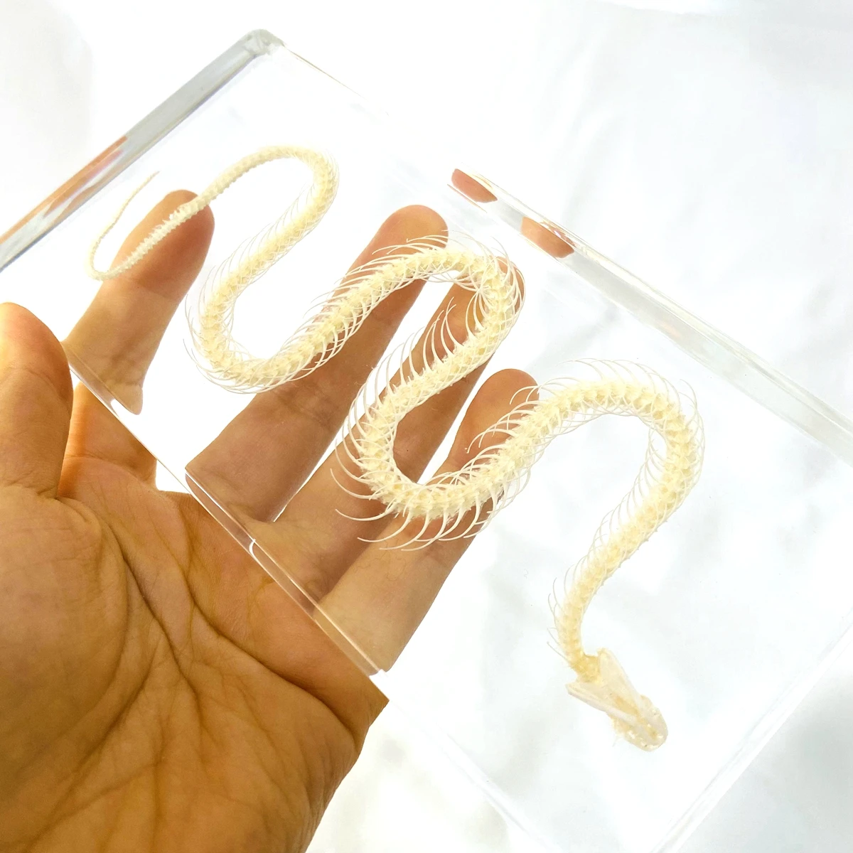 

Non-venomous Snake Skeleton specimen animal paperweight Taxidermy Collection embedded In Clear Lucite Block Embedding Specimen