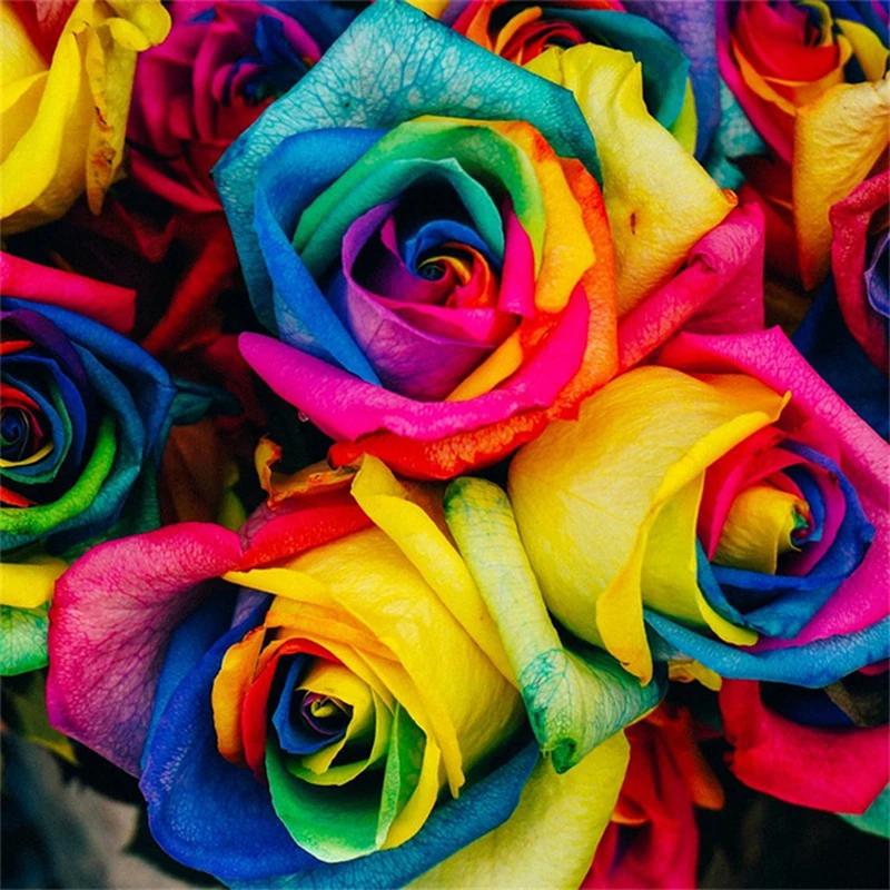 

50Pcs Rare Rainbow Rose Seeds Home Nature Garden Bonsai Plants Vegetable Fruits Hibiscus sabdariffa Flower Fragrant Incense