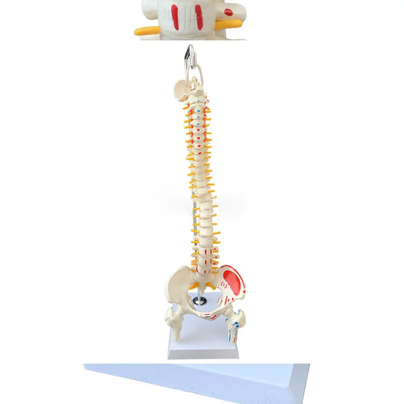 

Модель человеческого позвоночника 45 см, медицинская ортопедическая модель кости для упражнений