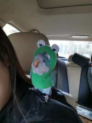 Одежда с птицами ручной работы милый Летающий костюм для тараканов солнца