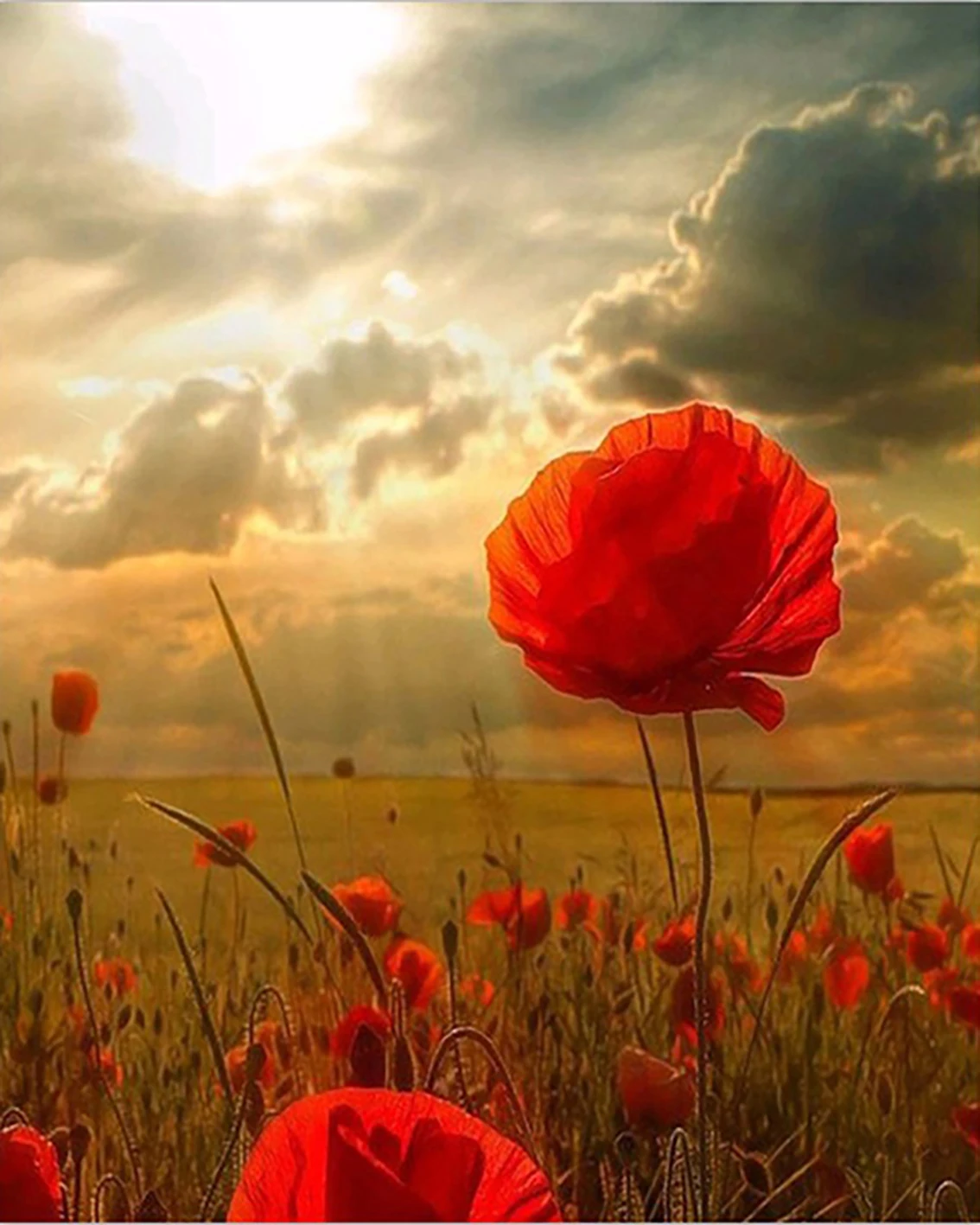 

Мм 14/16/18/28 вышивка крестиком полная круглая дрель 5D DIY алмазная живопись "L5515 живописные розы" 3D вышивка крестиком