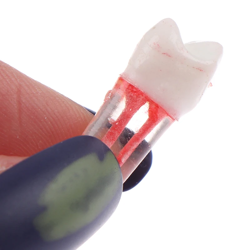 Полимерная Стоматологическая модель для эндодонтической практики с цветным