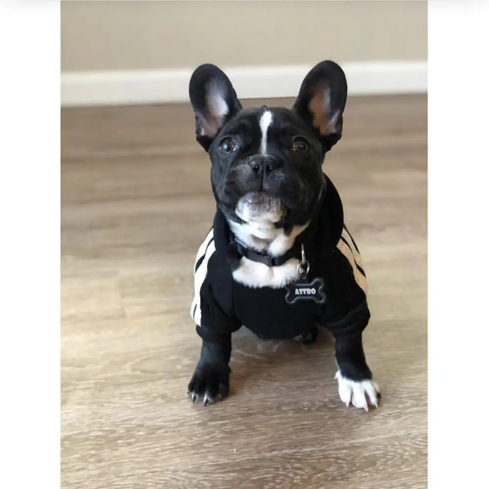 Одежда для маленьких и средних собак теплое зимнее пальто щенков куртка