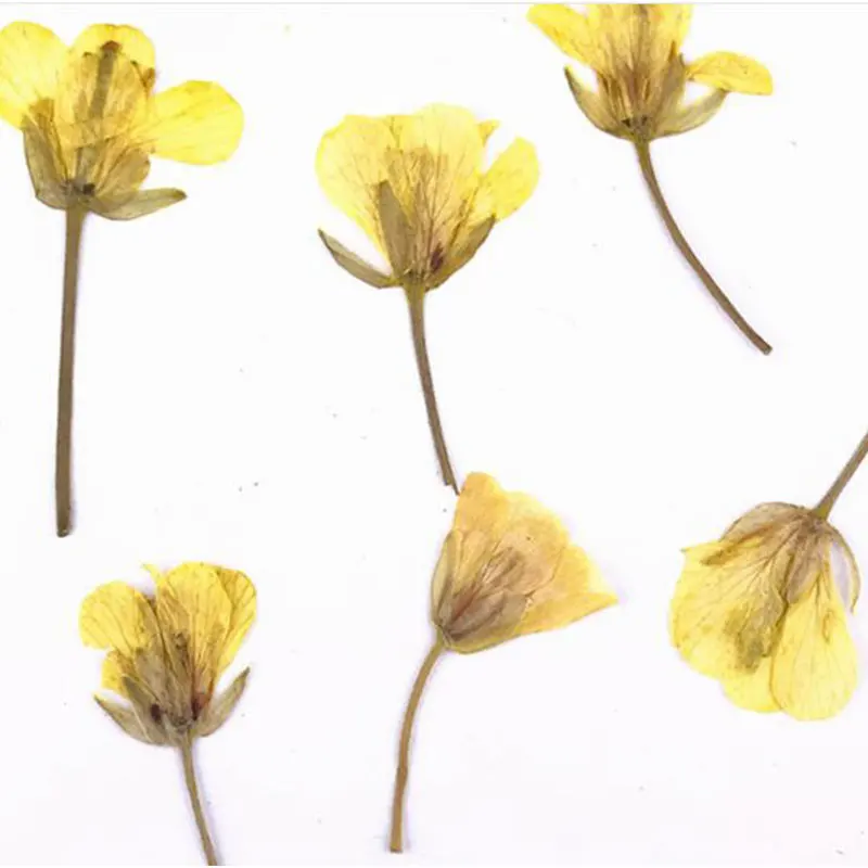 Натуральные прессованные настоящие цветы канолы 12 шт./компл. сушеные для поделок