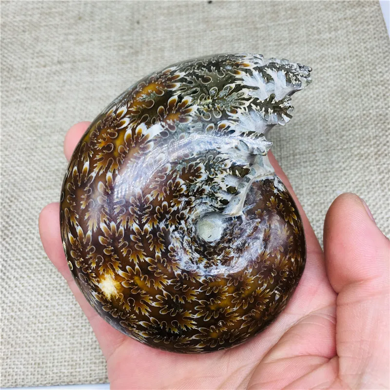280-320 г аммонит Cleoniceras Snail Fossil Мадагаскар удивительный природный геологический образец минеральная коллекция Раковины Улитки Исцеление