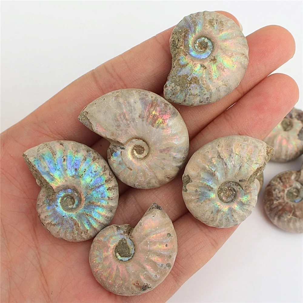 1pc Natural Immemorial Ammonite Fossil Shell Colorful Collection Diy Mineral Specimen Healing | Дом и сад