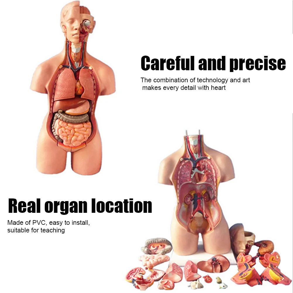 

Newly 4D Anatomical Assembly Model of Human Organs for Teaching Education School