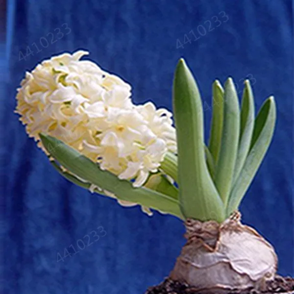 200 шт. искусственный гиацинт|Цветочные горшки и кадки| |