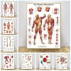 Художественный плакат на холсте с изображением анатомии человека