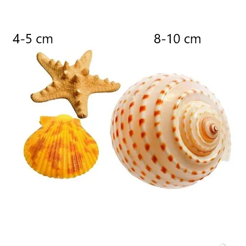 

1 Set of 3 pcs Natural shells and conchs for children's toys home decoration