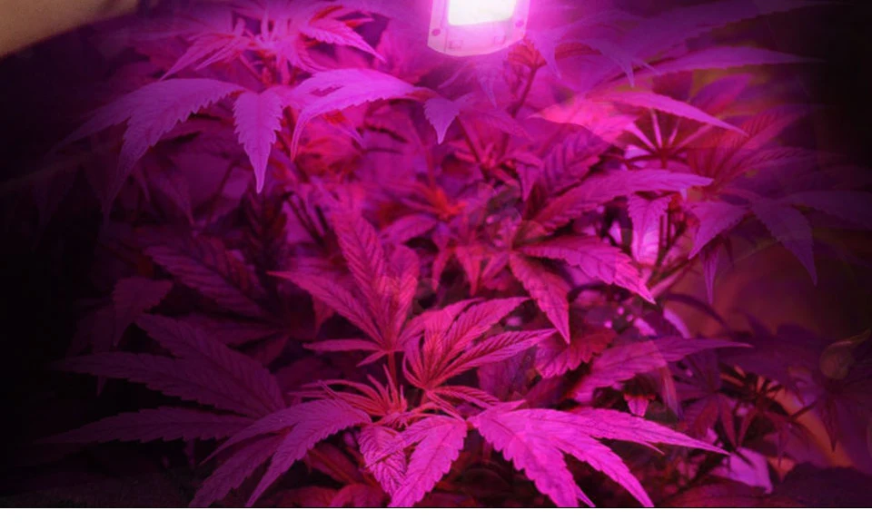 COB Led лампа для выращивания света чип полный спектр 220 В 110 В 20 Вт 30 Вт 50 Вт 380-780нм фитолампа для комнатных растений рассады цветок фитолампи
