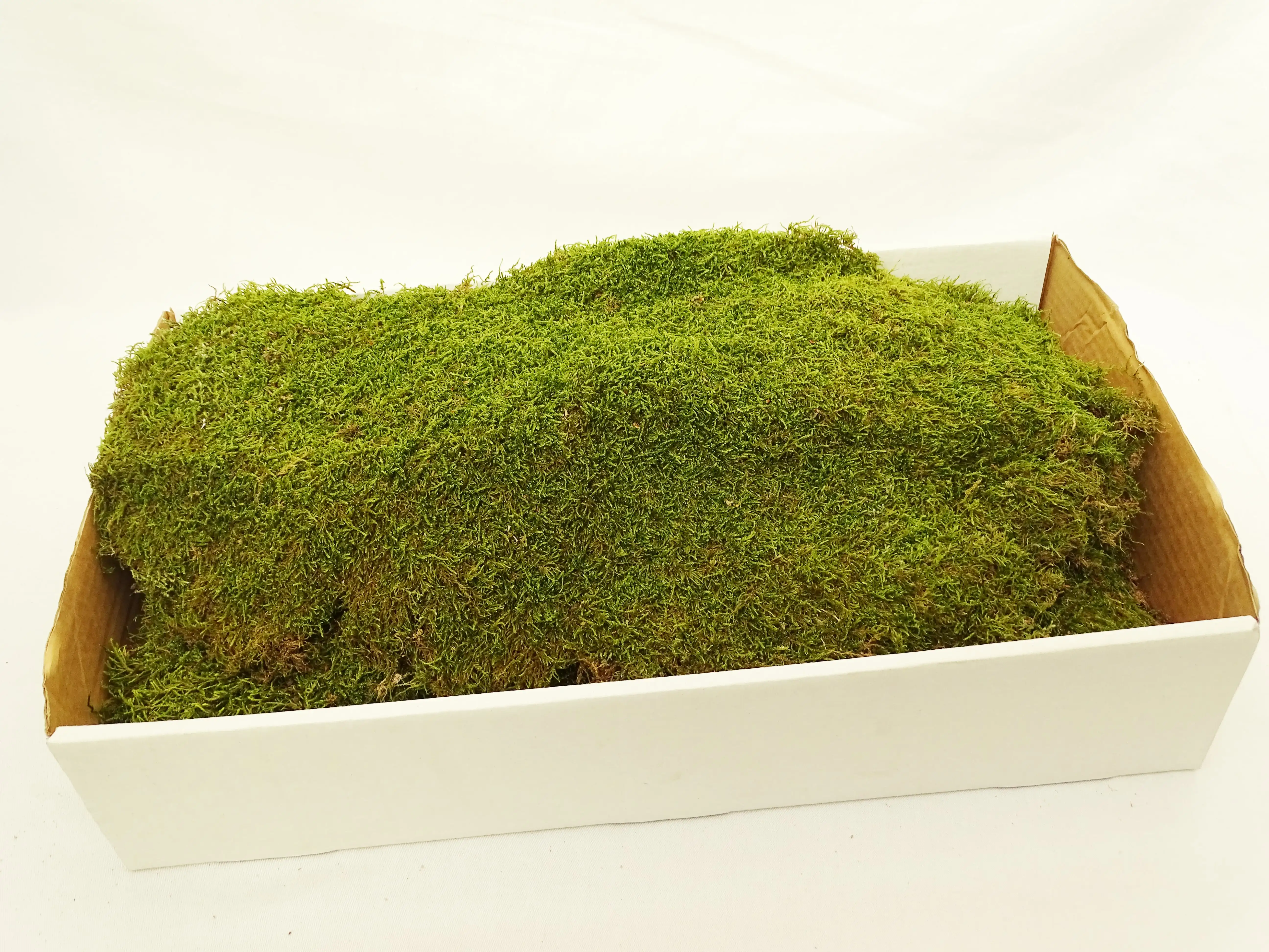 Цвет мох. Заказник чистый мох. Заказник чистый мох кириши. Чистый мох. Исландский мох цвет краски.