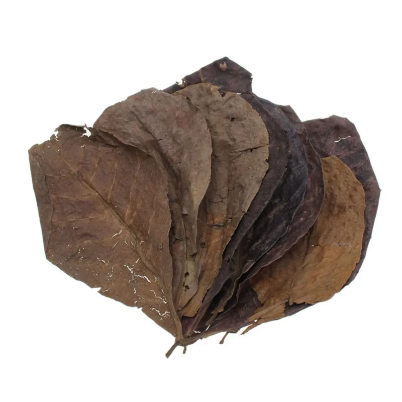 50 шт. натуральные листья капаты миндальных листьев|Декорации| |