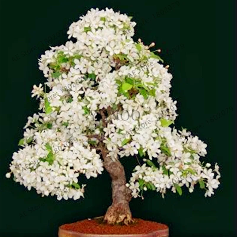 10 шт./пакет японская Сакура растения, двора, Сад бонсай дерево floresling маленькая вишня в цвету дерево цветок растения горшок для растений