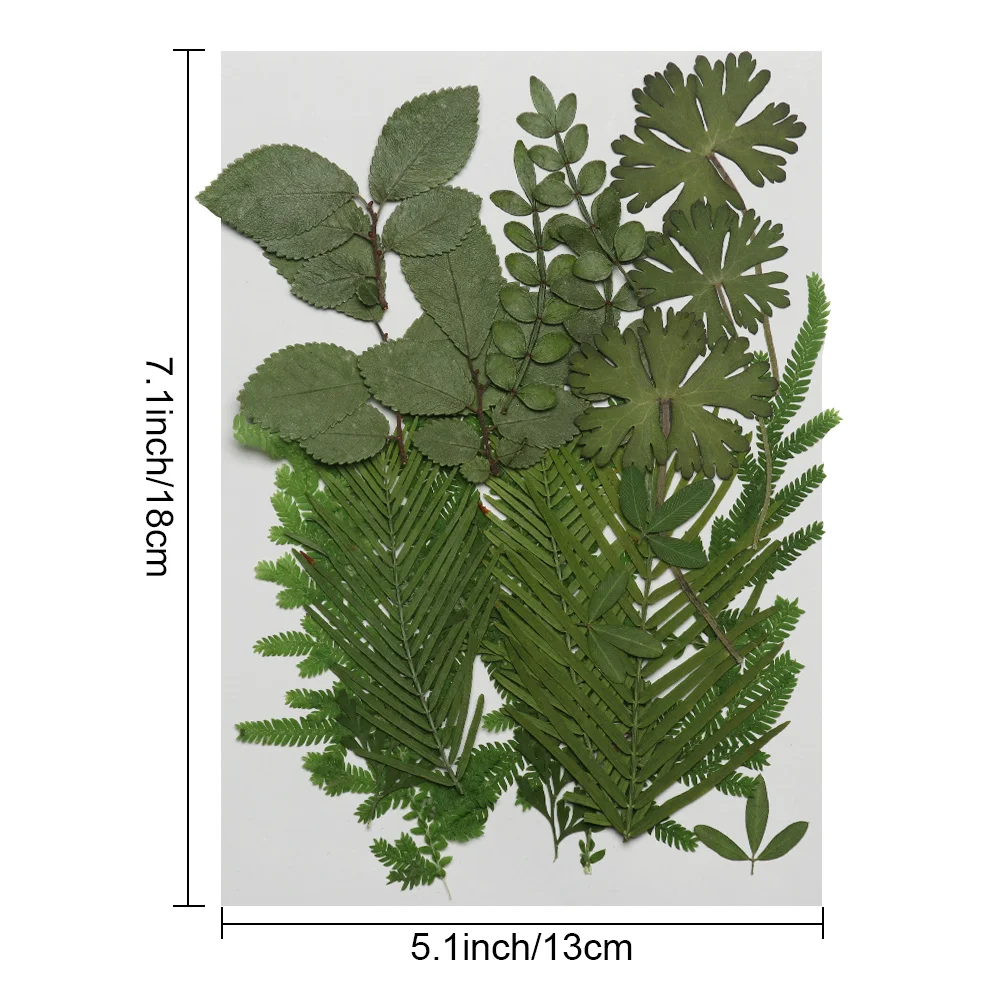 

Natural Dry Leaves DIY Decorative Filling Materials Real Dried Pressed Flowers Assorted for Pressed Leaf Resin Mold Art Craft