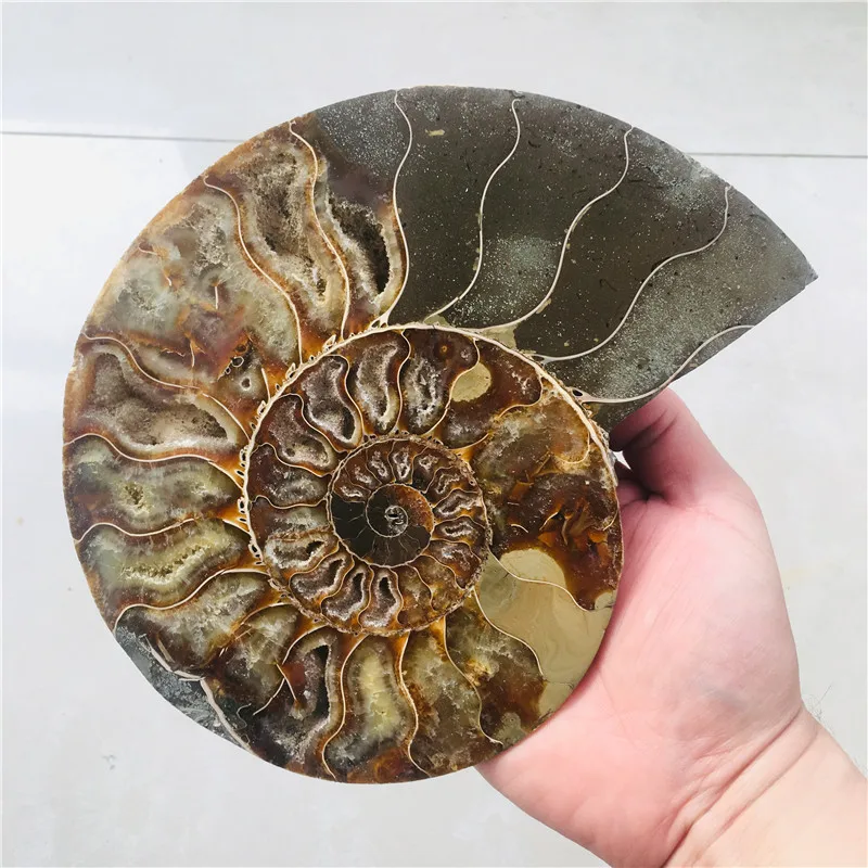 AAA + 600 г натуральный аммонит PRETTY NAUTILUS MADAGASCAR FOSSIL с лечебным действием образцы