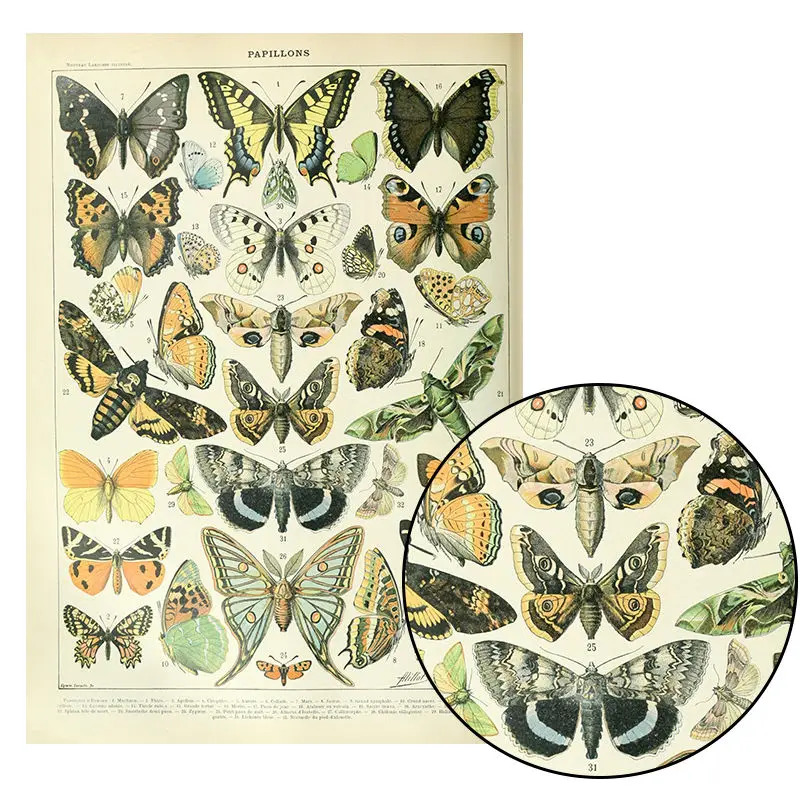 

Palaeobios Plant Retro Posters Flower Animal Insect Butterfly Mushrooms Prints Wall Art Pictures Canvas Painting Home Decoration