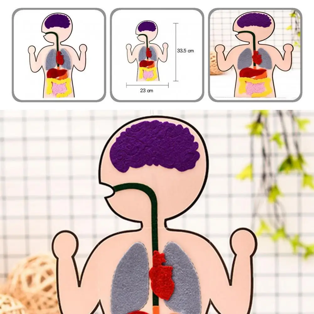 

Funny Premium Texture Human Body Parts Learning Sewing Toy for Child