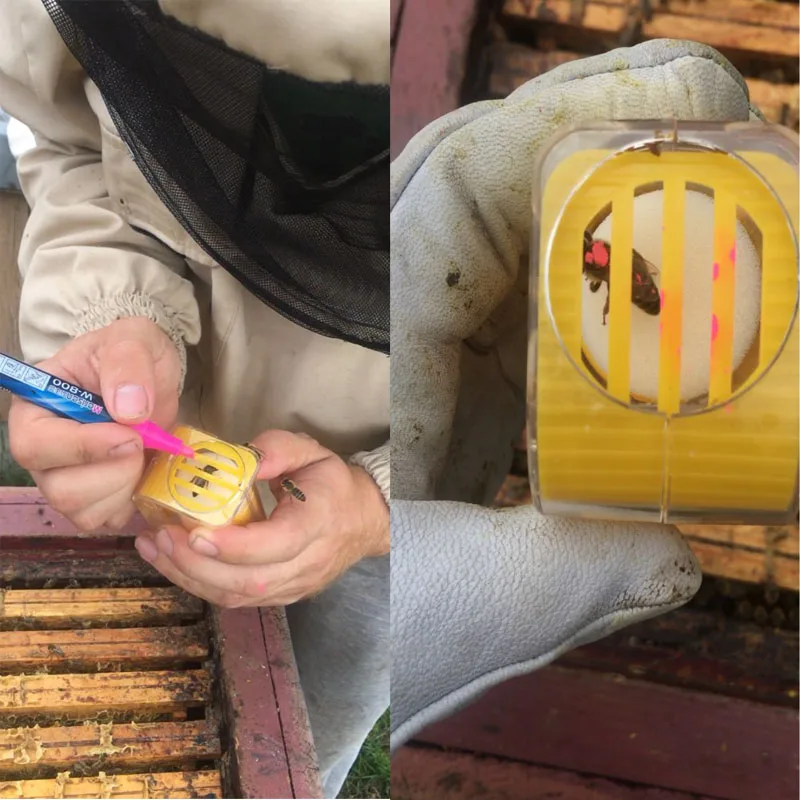 Bee Queen Marking Catcher Plastic One Handed Marker Bottle Plunger Plush Beekeeper Tool Garden | Дом и сад