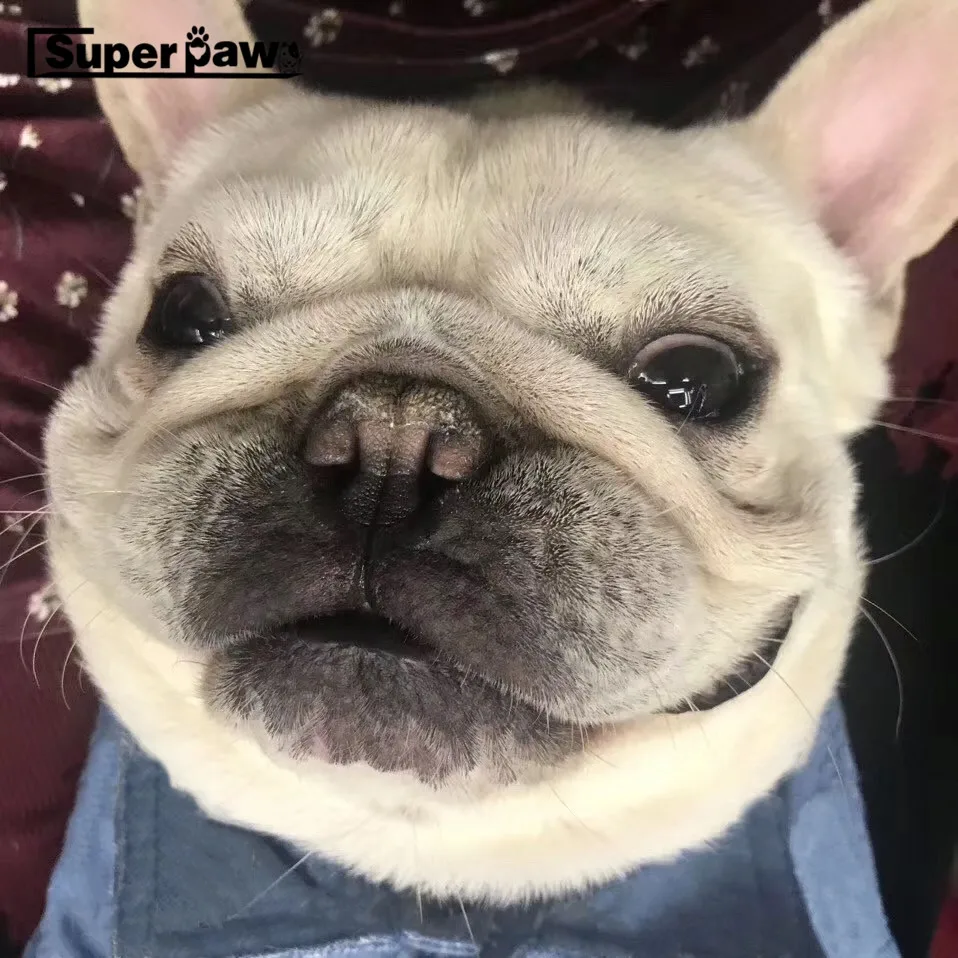 Новинка Одежда для животных щенков джинсовый жилет пальто с капюшоном куртка